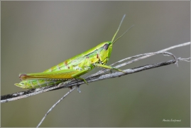 <p>SARANČE ZLATOZELENÁ (Euthystira brachyptera) ---- /Small Gold Grasshopper - Kleine Goldschrecke/</p>